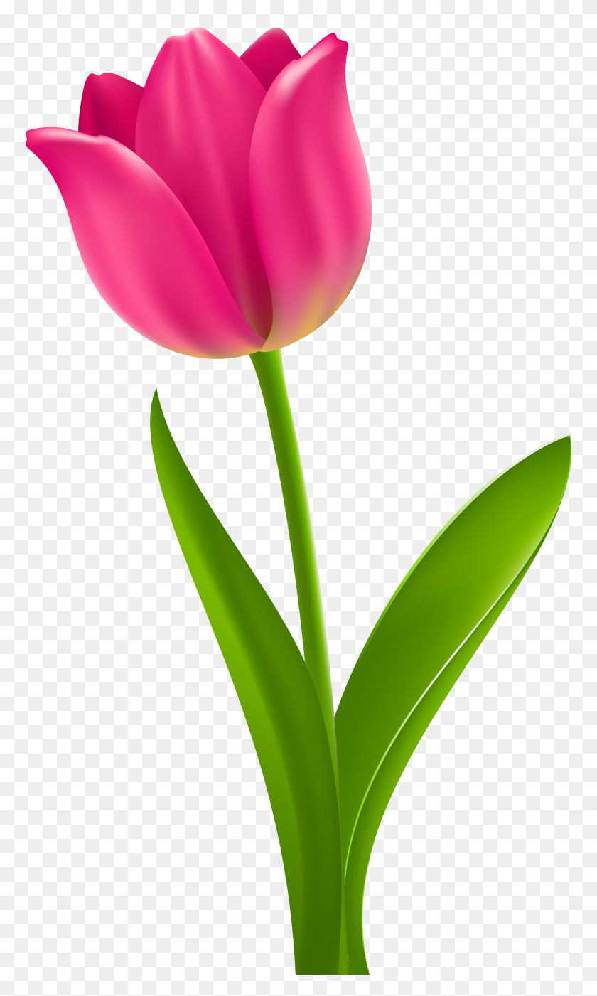 4651x8000 Pink Tulip Transparent Clip - Tulip Clipart