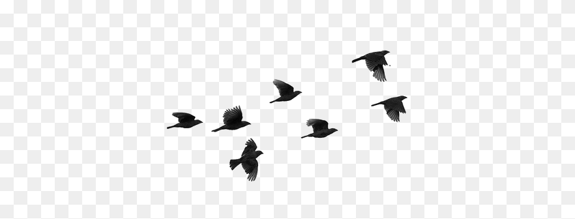 500x261 Pinku Birds, Flying Bird - Superposición De Humo Png