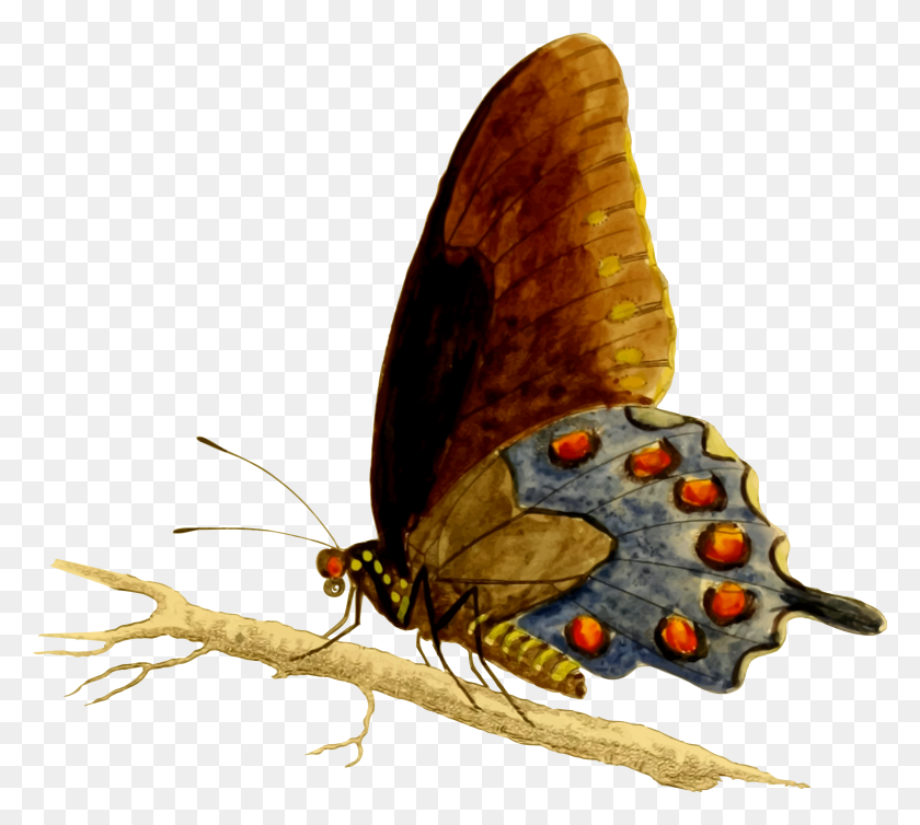 2389x2128 Pipevine Swallowtail Mariposa Vector Imagen Prediseñada - Mariposa Vector Png
