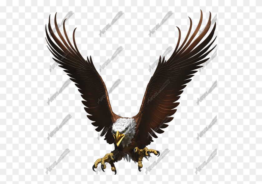 550x529 Pix - Bald Eagle PNG