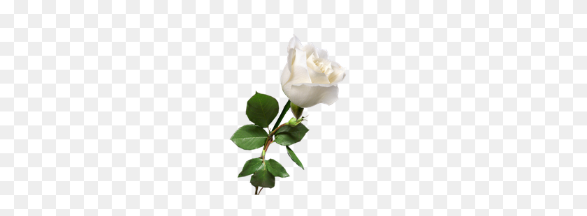 187x250 Пиксель Гт Обои Белая Роза - Белая Роза Png