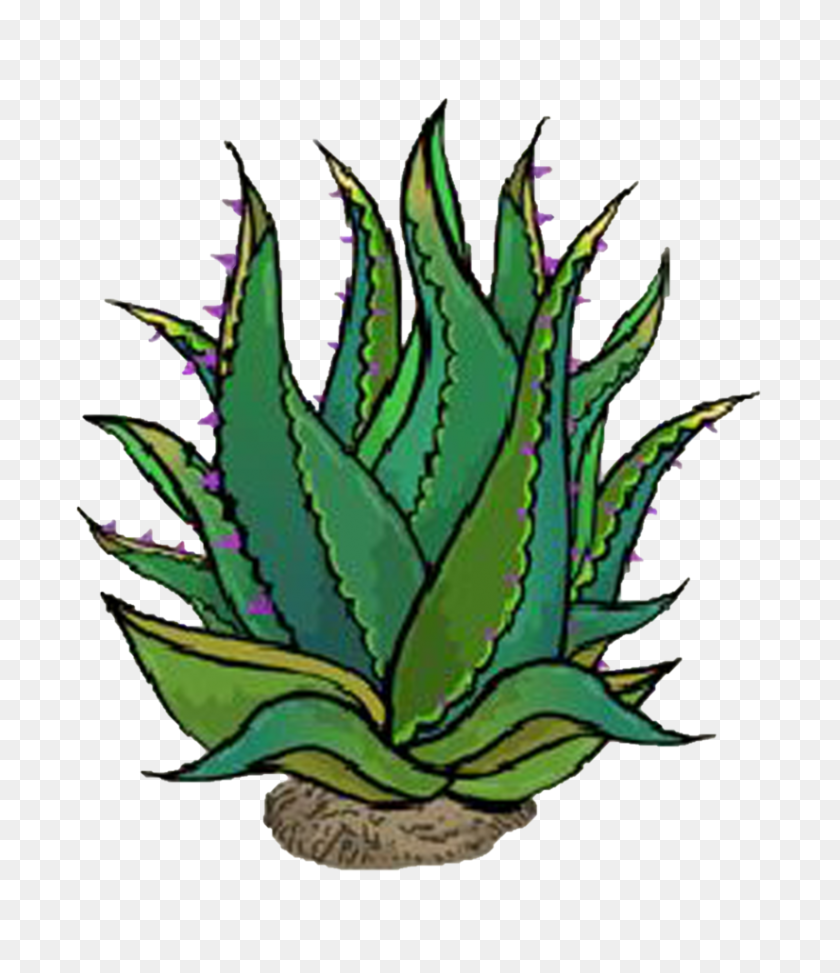826x967 Plant - Agave PNG