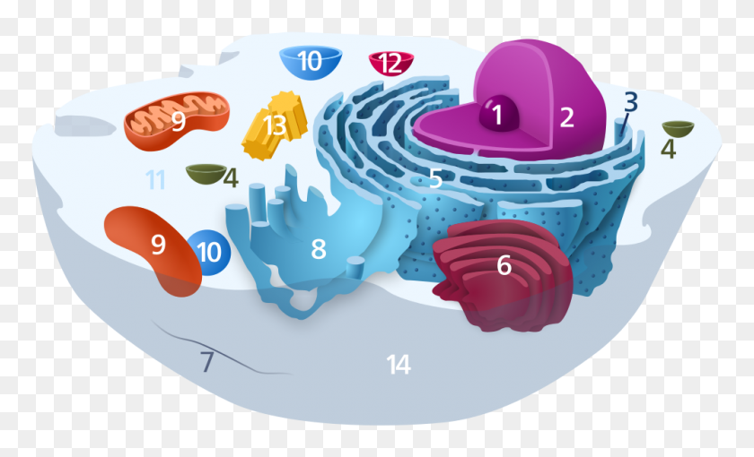 1000x577 Plant Cell Clipart - Mitochondria Clipart