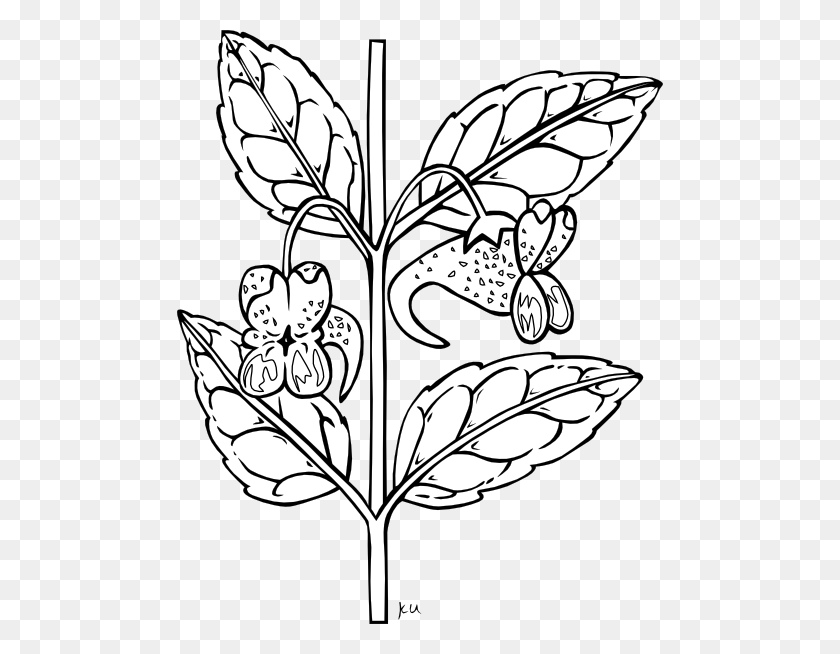 486x594 Клипарт Растение Черно-Белое - Горох Растение Клипарт