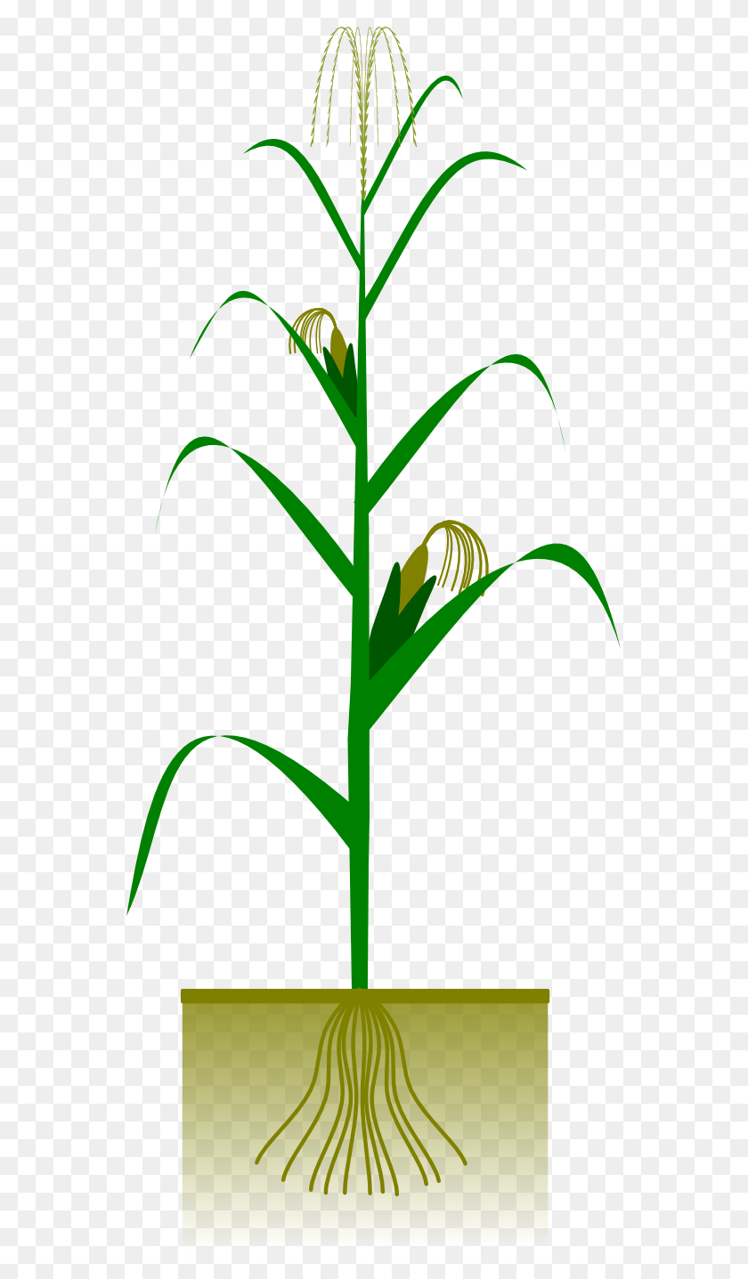555x1377 Plant Clipart Corn - Art Pallet Clipart