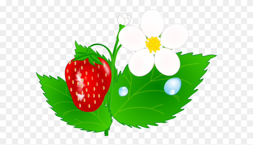 600x422 Растительный Клипарт Stawberry - Клубничный Клипарт Черный И Белый