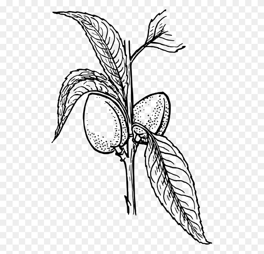 511x750 Растение Рисунок Arecaceae Line Art Миндаль - Калифорнийский Мак Клипарт