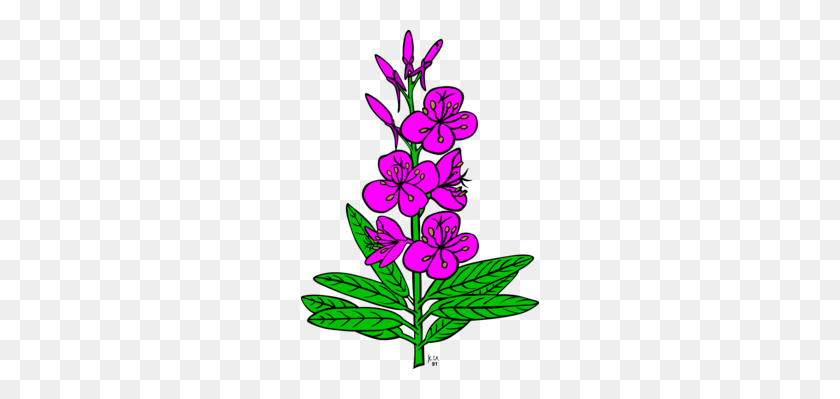238x339 Planta De Epilobium Canadá Anémona De Dibujo De Rosa - Flor De Anémona De Imágenes Prediseñadas