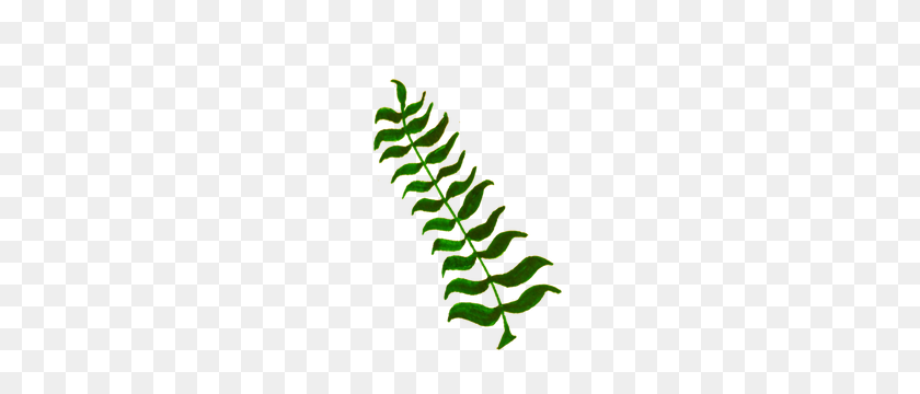 300x300 Plant Free Clipart - Ferns PNG