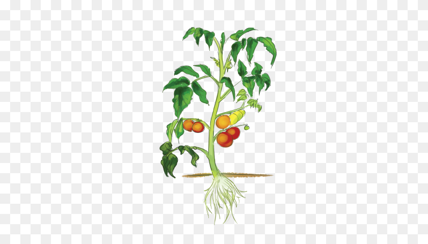 416x419 Plant Parts Ews Plant Doctor - Tomato Plant PNG