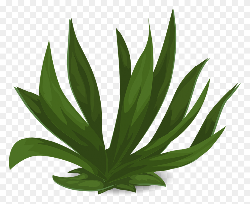 897x720 Plant Protection - Crops PNG