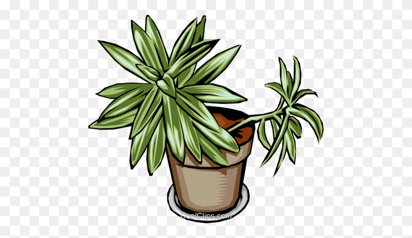 480x425 Plant Royalty Free Vector Clip Art Illustration - Yucca Clipart