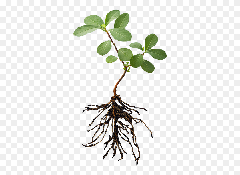 330x553 Plant With Roots Png Png Image - Roots PNG