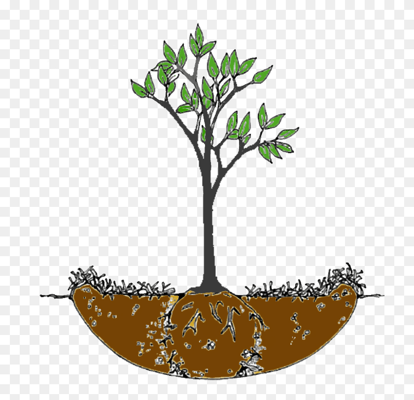 720x752 Planting Guide Jericho Nursery - Watering Plants Clipart