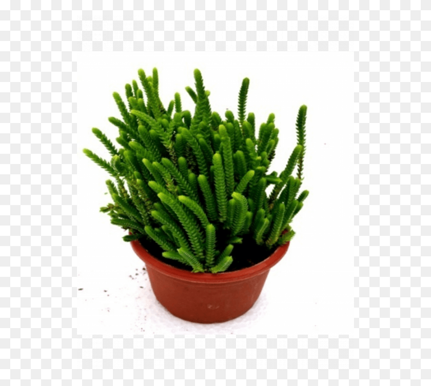 540x693 Plants - Succulent PNG