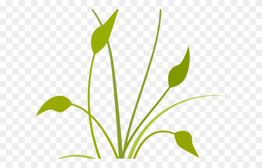 640x480 Растения Клипарт Плантации - Плантации Клипарт