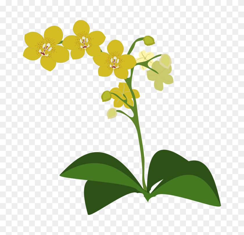 750x750 Растения Himantoglossum Robertianum Тигровая Орхидея Цветущее Растение - Орхидеи Клипарт