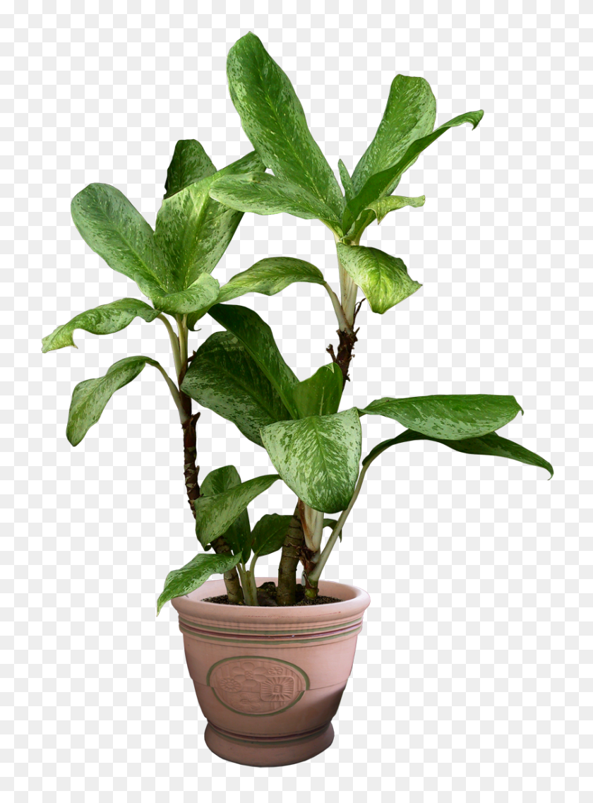 840x1160 Png Растение В Горшке