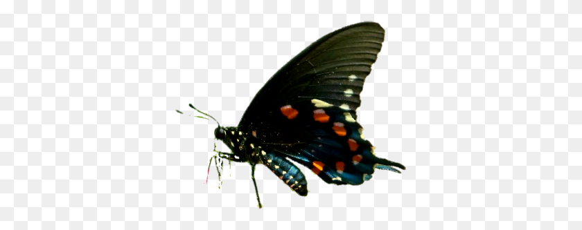 333x273 Playpen Of Graphics Cubit Playpen Of Graphics Butterflies - Real Butterfly PNG