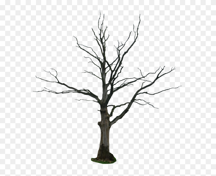 600x626 Png Dead Tree Transparent Dead Tree Images - Creepy Tree PNG
