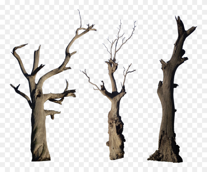 986x810 Png Dead Tree Transparent Dead Tree Images - Desert Tree PNG