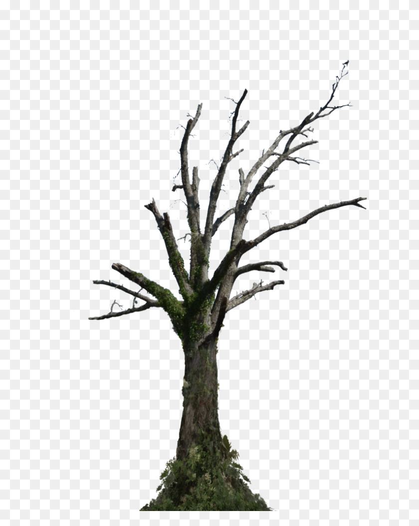 792x1009 Png Dead Tree Transparent Dead Tree Images - Ivy PNG