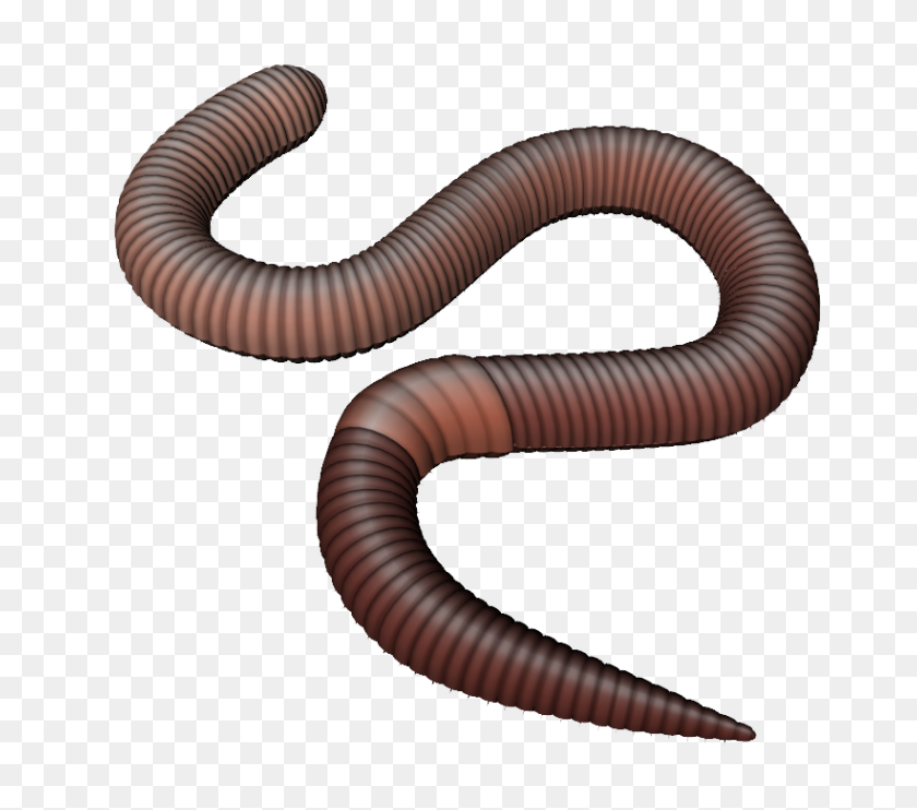 820x718 Png Earthworm Transparent Earthworm Images - Worm PNG