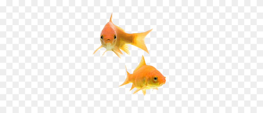 300x300 Png Goldfish Transparent Goldfish Images - Goldfish PNG