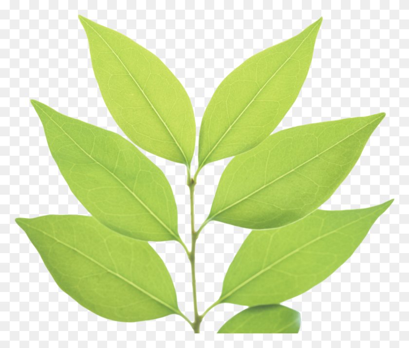 1024x860 Png Green Leaves Green Leaf Png Vector, Clipart - PNG Leaves
