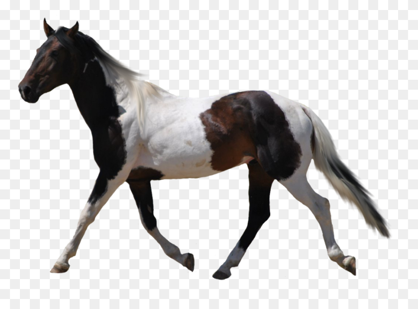 900x647 Png Hd Horse Transparent Hd Horse Images - Mustang Horse PNG