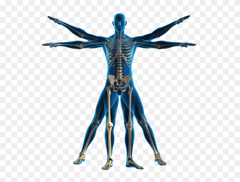 557x576 Png Human Body Outline Transparent Human Body Outline Images - Human Body PNG