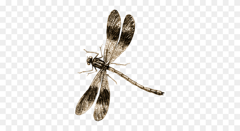 318x400 Png Imges Dragonfly - Dragonfly PNG