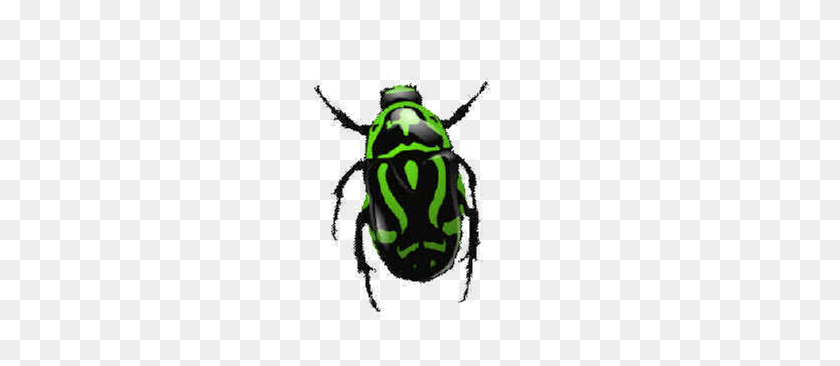 273x306 Png Insects And Bugs Transparent Insects And Bugs Images - Beetle PNG