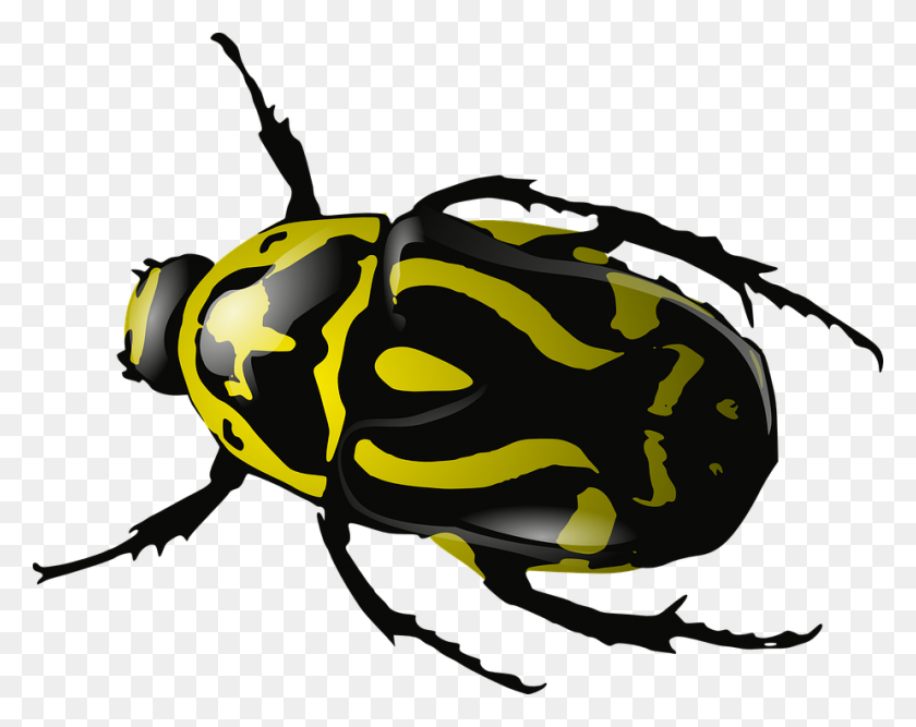 924x720 Png Insects And Bugs Transparent Insects And Bugs Images - Bug PNG