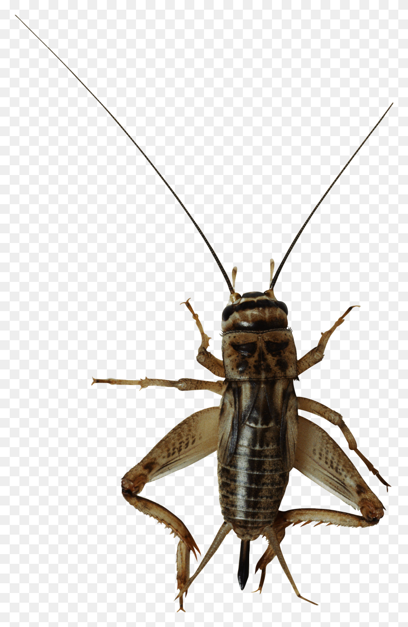 1902x3000 Png Insects And Bugs Transparent Insects And Bugs Images - Bugs PNG