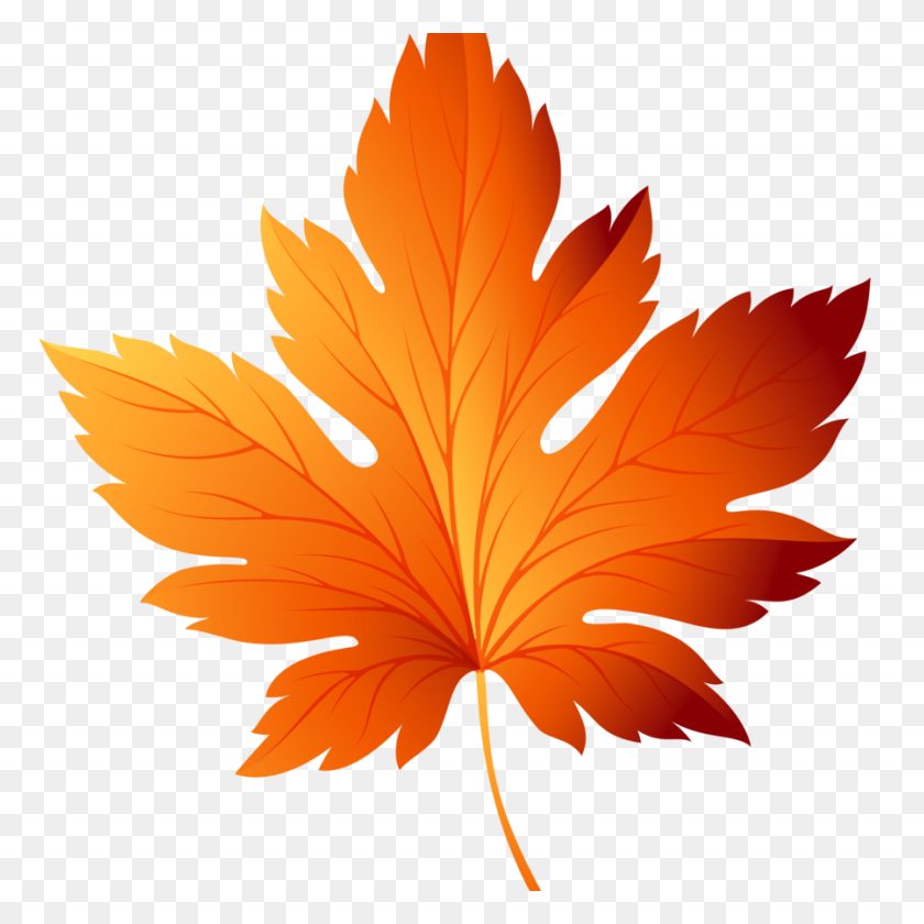 900x900 Png Maple Leaf Colors Fall Pictures - Maple Tree PNG