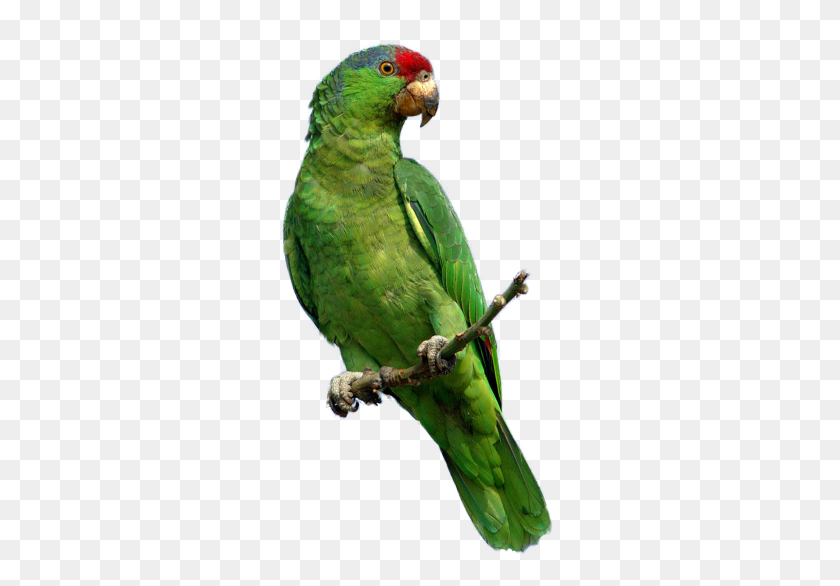 280x526 Png Parrot, Birds And Animals - Animal PNG