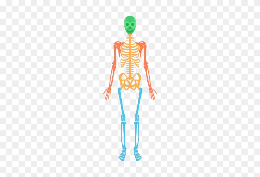 512x512 Png Кости Скелета Прозрачные Изображения Костей Скелета - Скелет Png