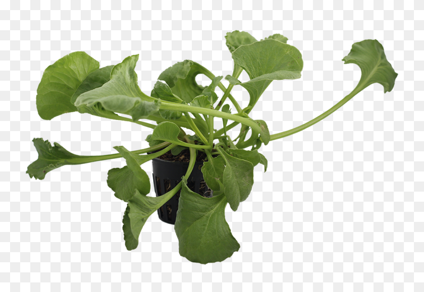 1076x716 Png Spinach Small Citygreens - Spinach PNG