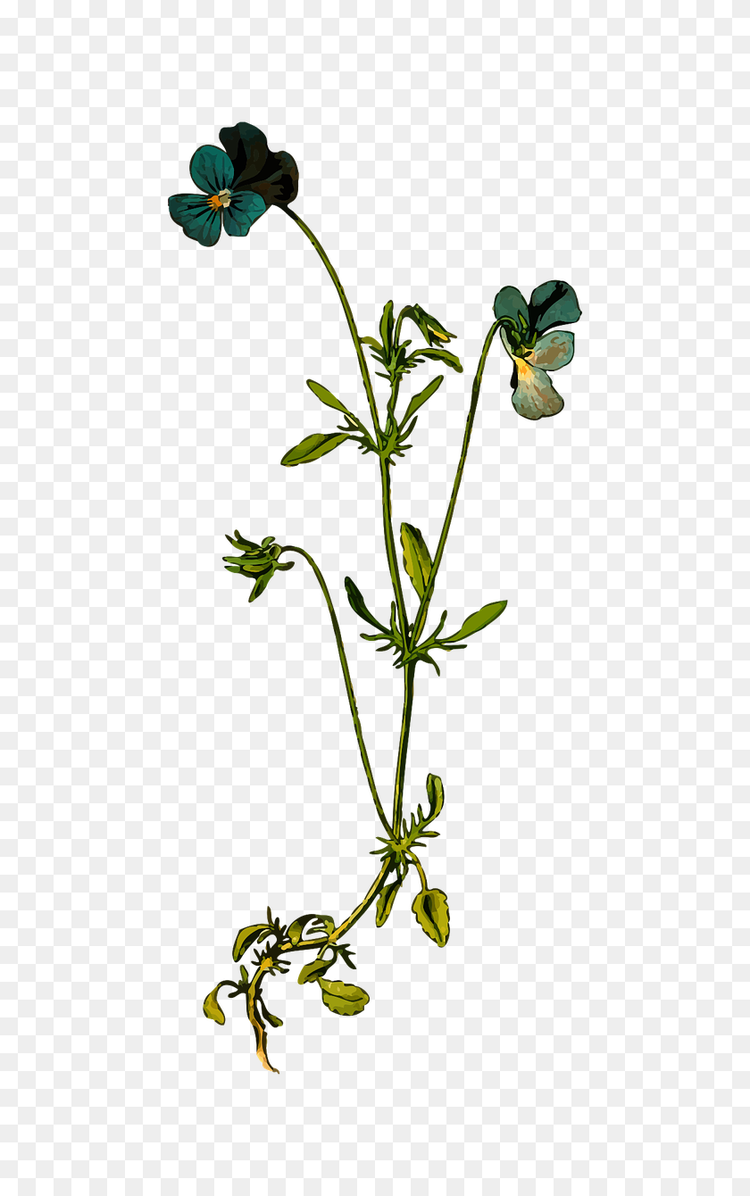640x1280 Png Wildflowers Transparent Wildflowers Images - Wild Flowers PNG