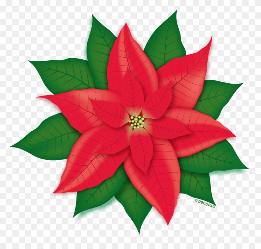 800x759 Flor De Pascua - Flor De Pascua Png