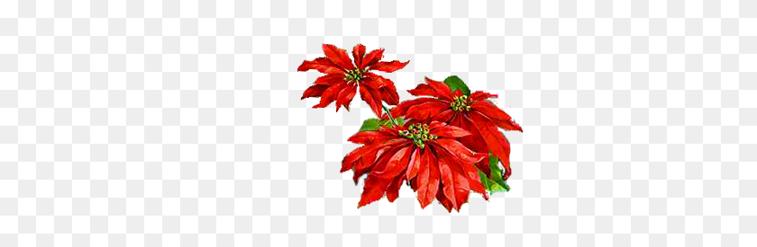 330x215 Poinsettia Day Clipart Free Clipart - Early Clipart