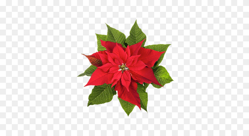 400x400 Poinsettia Drawing Transparent Png - Poinsettia PNG