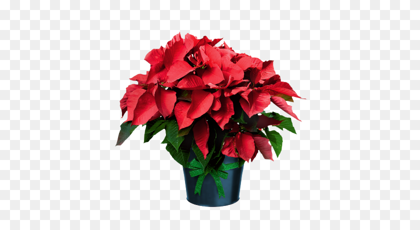 400x400 Poinsettia In Pot Grafic Christmas Christmas - Рождественские Пуансеттия Клипарт