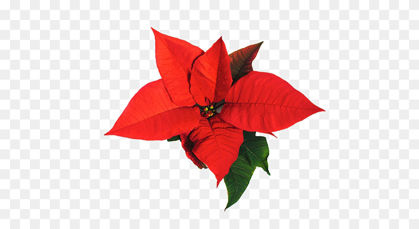 564x400 Poinsettia Png Background Image Png Arts - Poinsettia PNG