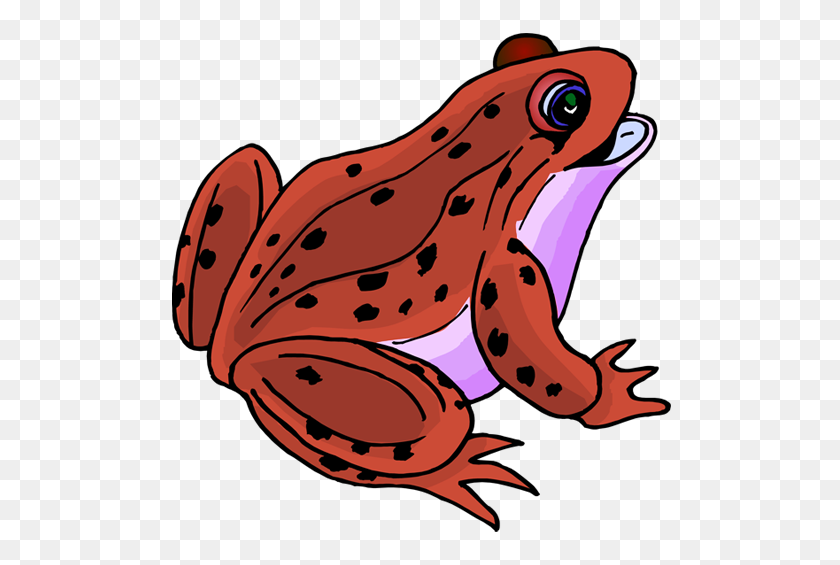 505x505 Poison Dart Frog Clipart Different - Frog Clipart PNG