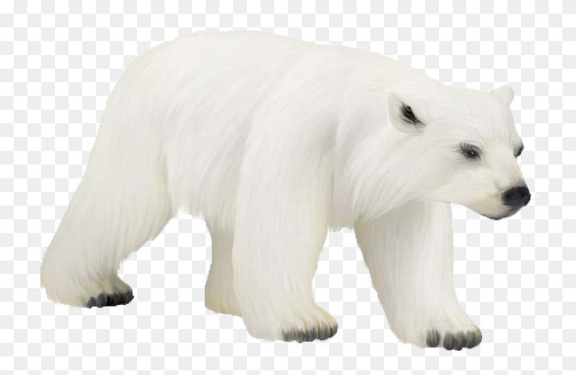736x487 Polar Bear Png Photos - Polar Bear PNG