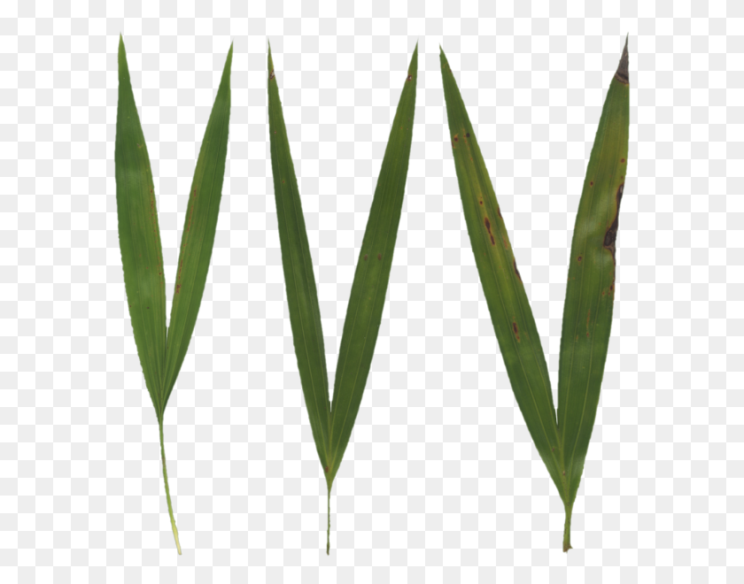 Poliigon Texture Grass Blades - Grass Texture PNG