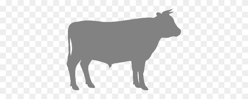 387x278 Vacas Hereford Encuestadas - Clipart De Vaca Hereford