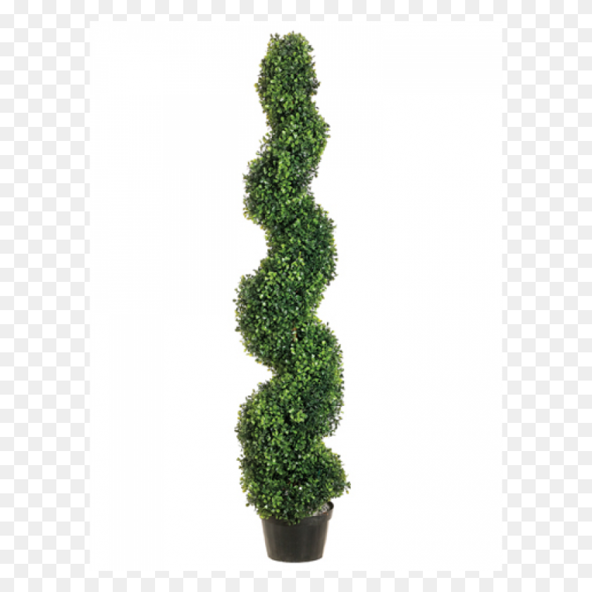 800x800 Pond Boxwood Spiral Topiary In Plastic Pot Green - Topiary PNG